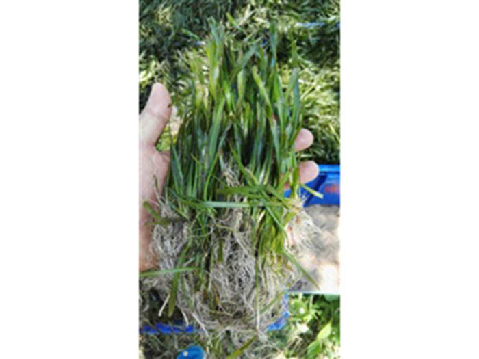 沉水植物苦草